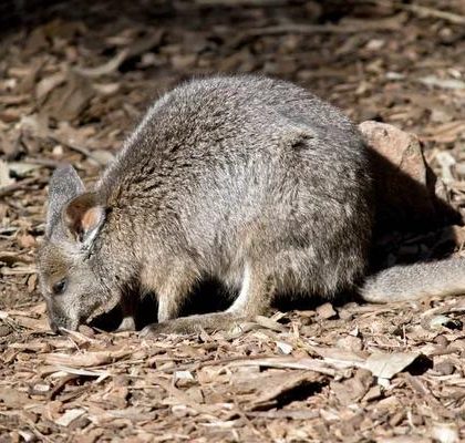 Comprehensive Rodent Management for Sydney